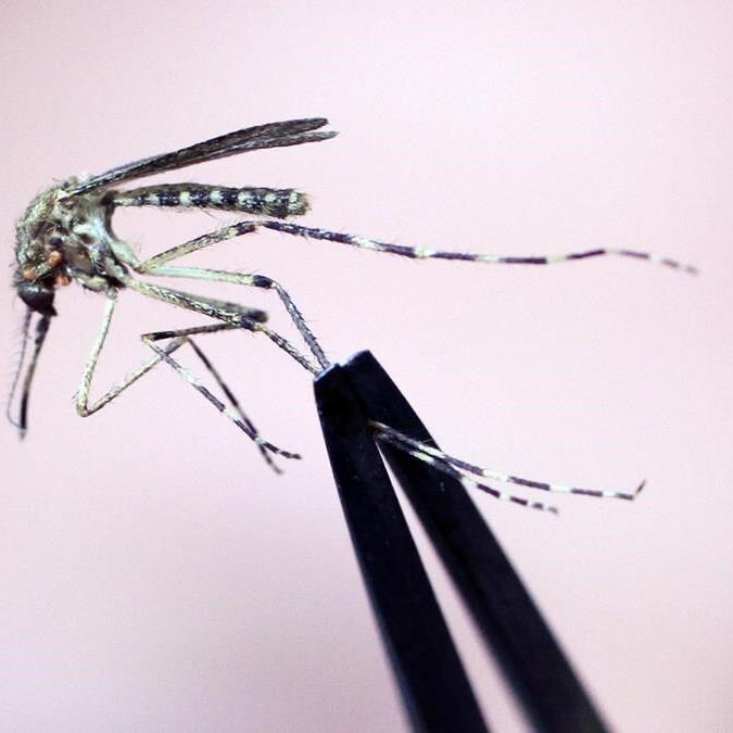 Rare but deadly mosquito disease has New England hotspots warning against going out at night